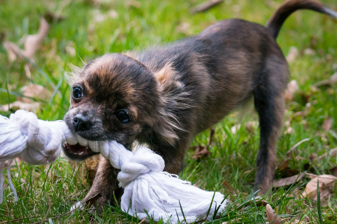 10 maneras en que los perros nos muestran su amor